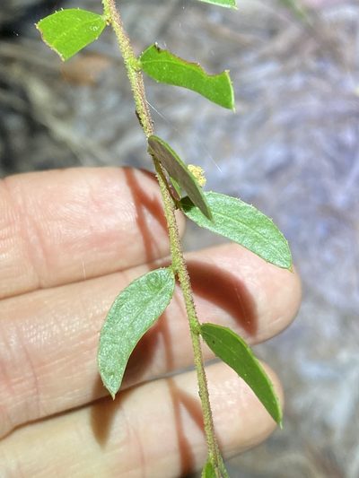 Acacia hispidula, photographed by Greg Tasney