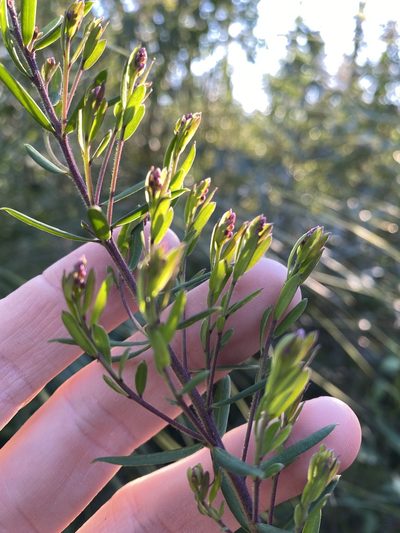 Comesperma hispidulum, photographed by Greg Tasney