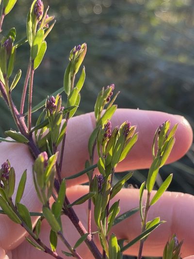 Comesperma hispidulum, photographed by Greg Tasney