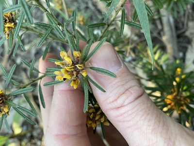 Pultenaea petiolaris, photographed by Greg Tasney