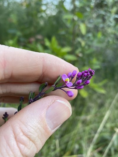 Comesperma hispidulum, photographed by Greg Tasney