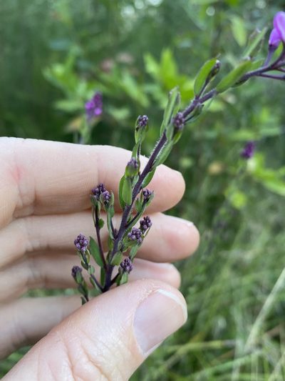 Comesperma hispidulum, photographed by Greg Tasney