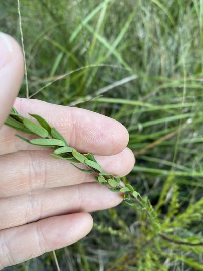 Comesperma hispidulum, photographed by Greg Tasney