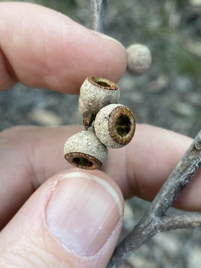 Eucalyptus tindaliae, photographed by Greg Tasney
