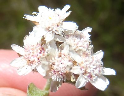 Langebergia canescens, photographed by Nicola van Berkel