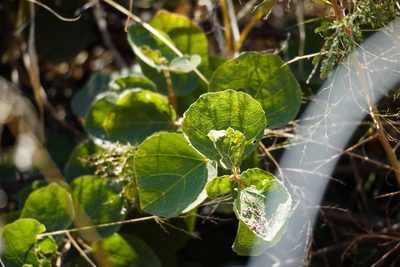 Dombeya rotundifolia, photographed by Matthew Fainman