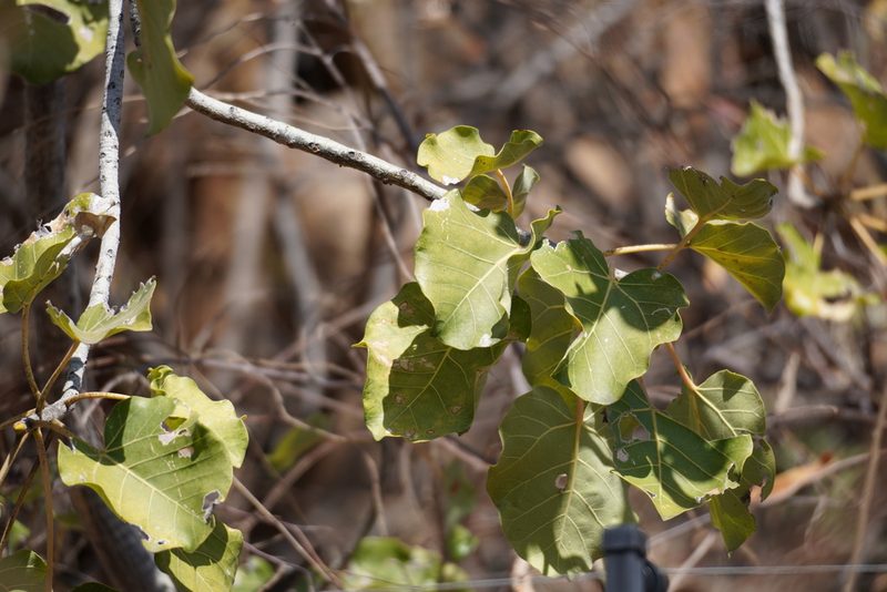 Ficus abutilifolia, photographed by Matthew Fainman