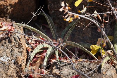 Dracaena aethiopica, photographed by Matthew Fainman