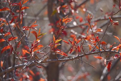 Spirostachys africana, photographed by Matthew Fainman