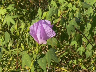 Gossypium robinsonii, photographed by dhfischer