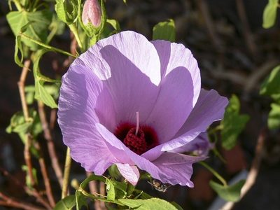 Gossypium robinsonii, photographed by dhfischer