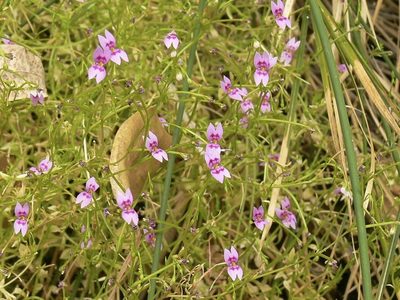 Stylidium fluminense, photographed by dhfischer