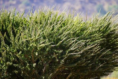 Boscia foetida, photographed by Matthew Fainman