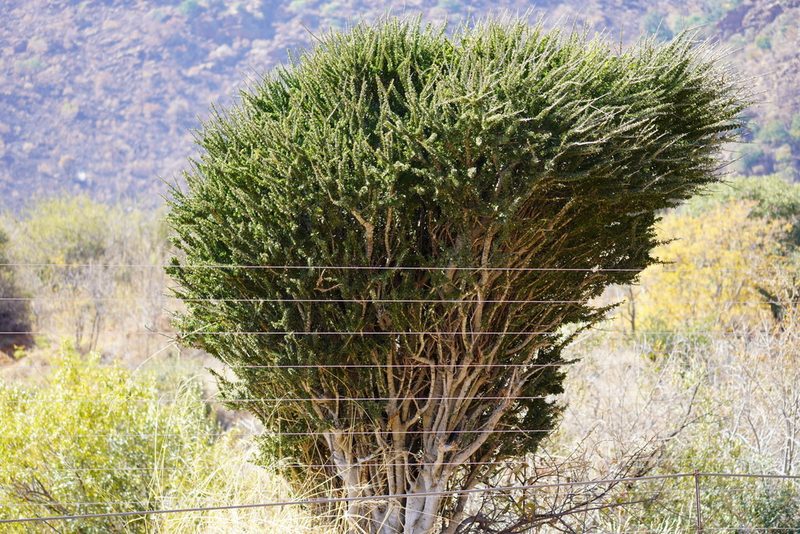Boscia foetida, photographed by Matthew Fainman
