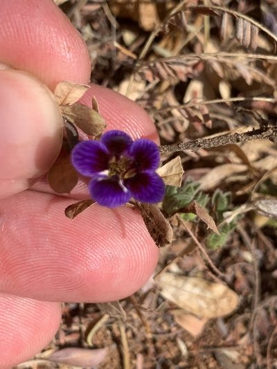 Aptosimum elongatum, photographed by Matthew Fainman