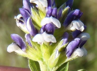 Psoralea spicata, photographed by Nicola van Berkel