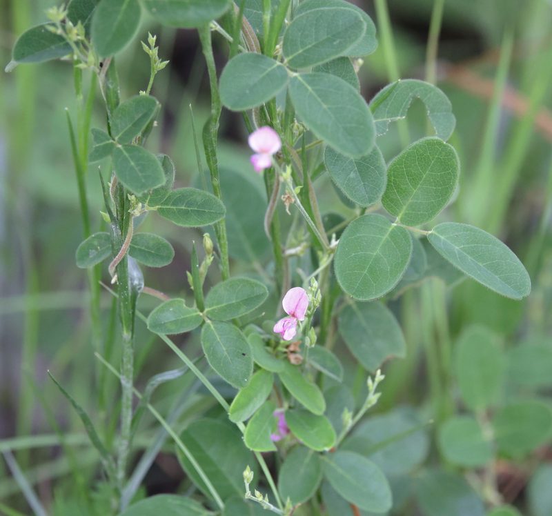 Galactia regularis, photographed by Lauren McLaurin