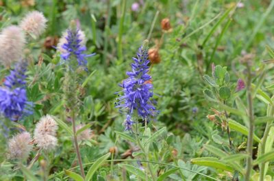 Veronica spicata, photographed by Jais Knudsen