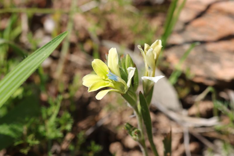Babiana odorata, photographed by Cecile Roux