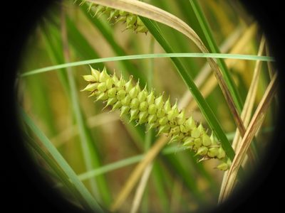 Carex rostrata, photographed by Yves Bas