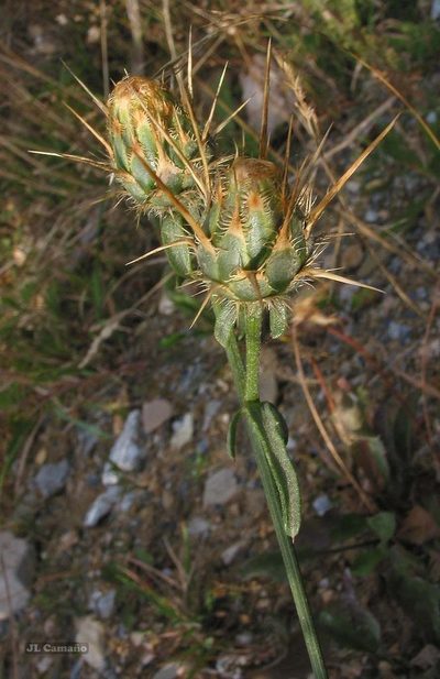 Centaurea ornata, photographed by José Luis Camaño