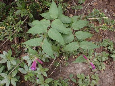 Nothochelone nemorosa, photographed by John Brew