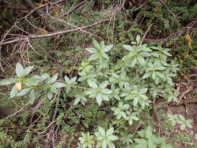 Rhododendron albiflorum, photographed by John Brew