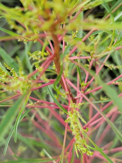 Amaranthus cannabinus, photographed by Susan Christman Williams