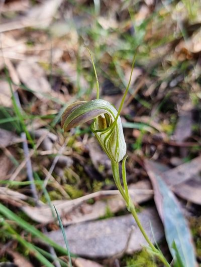 Pterostylis grandiflora, photographed by Richard Dimon