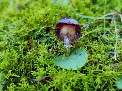 Corybas diemenicus, photographed by Richard Dimon