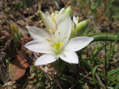Cathissa unifolia, photographed by José Luis Camaño