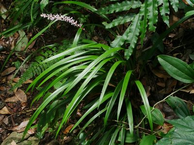Liriope muscari, photographed by Jacy Chen