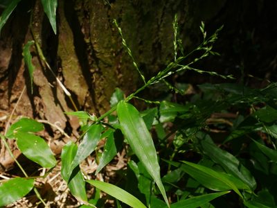 Ichnanthus pallens, photographed by Jacy Chen