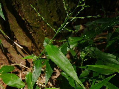 Ichnanthus pallens, photographed by Jacy Chen