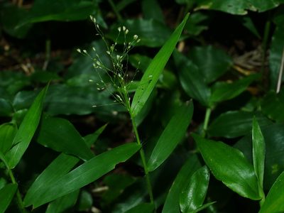 Cyrtococcum patens, photographed by Jacy Chen