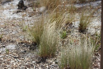 Aristida stricta, photographed by Ashwin Srinivasan