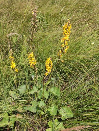 Ligularia sibirica, photographed by Юлия