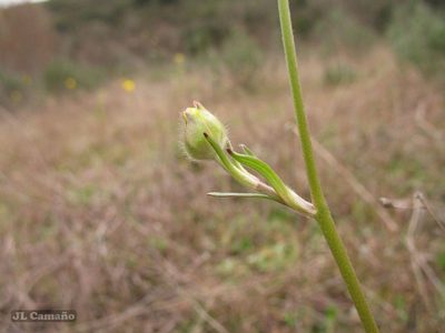 Ranunculus ollissiponensis, photographed by José Luis Camaño
