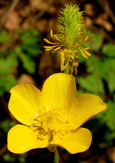 Ranunculus ollissiponensis, photographed by José Luis Camaño