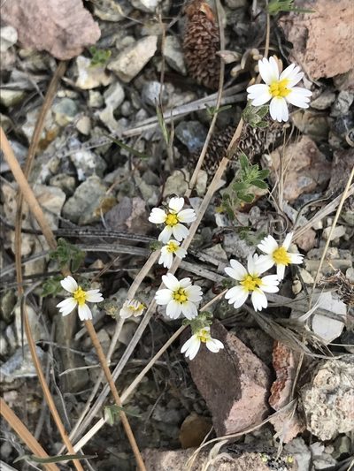 Syntrichopappus lemmonii, photographed by Rachel Smith