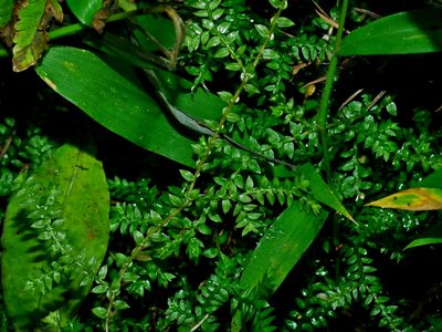Selaginella remotifolia, photographed by Jacy Chen