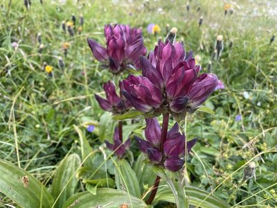 Gentiana pannonica, photographed by antrum