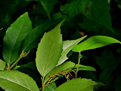 Symplocos sumuntia, photographed by Jacy Chen