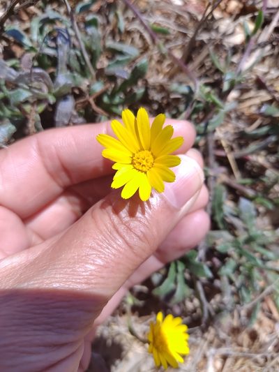 Calendula suffruticosa, photographed by Carminda Santos