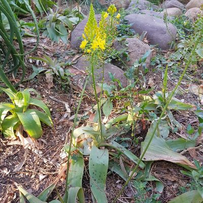 Bulbine latifolia, photographed by Margaret Burger