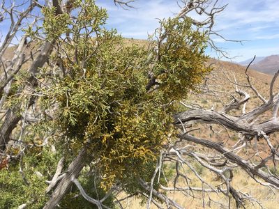 Phoradendron capitellatum, photographed by Cecelia Alexander
