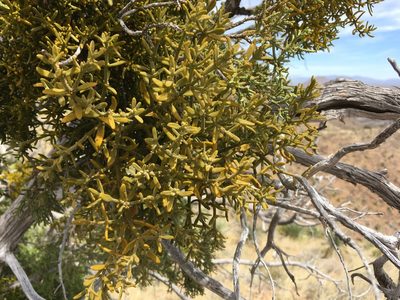 Phoradendron capitellatum, photographed by Cecelia Alexander