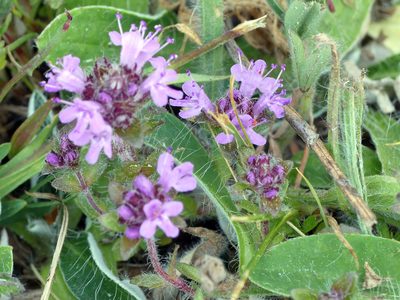 Thymus serpyllum, photographed by Michael Hansen
