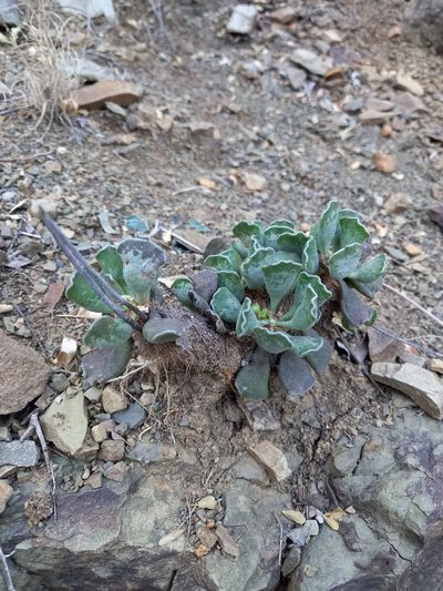 Adromischus cristatus, photographed by Christiaan Viljoen
