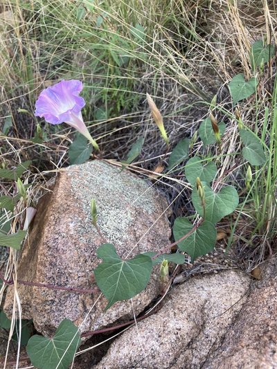Ipomoea gilana, photographed by Cecelia Alexander